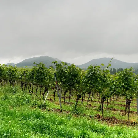 Apartman Weingut Geiler - Kleine Kalmit Ilbesheim bei Landau in der Pfalz