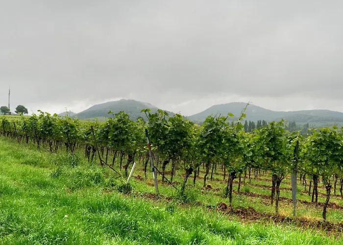 Apartamento Weingut Geiler - Kleine Kalmit Ilbesheim bei Landau in der Pfalz